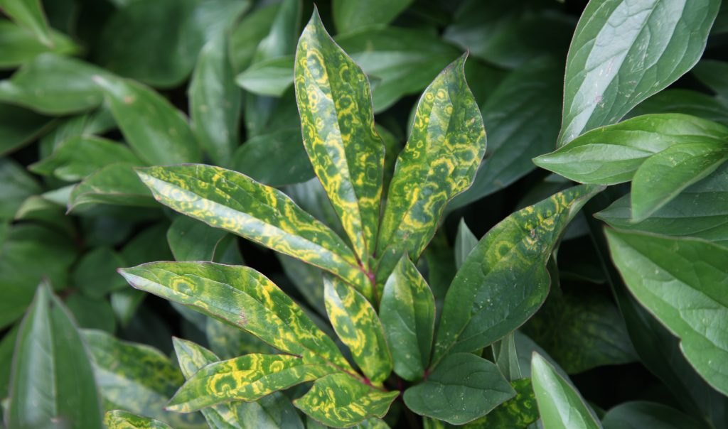 Peony leaves showing yellow and green concentric ringspot symptoms of Tobacco rattle virus.
