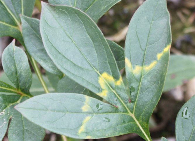 Peony leaf showing a yellow line pattern symptom caused by Tobacco rattle virus.