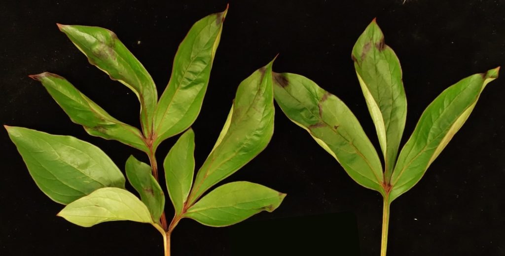Peony leaves with purple chevron patterns associated with Tobacco rattle virus.