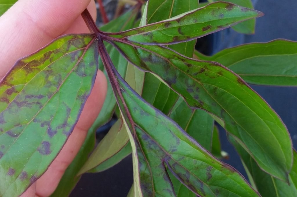 Peony leaf with purple blotching caused by Tobacco rattle virus infection.