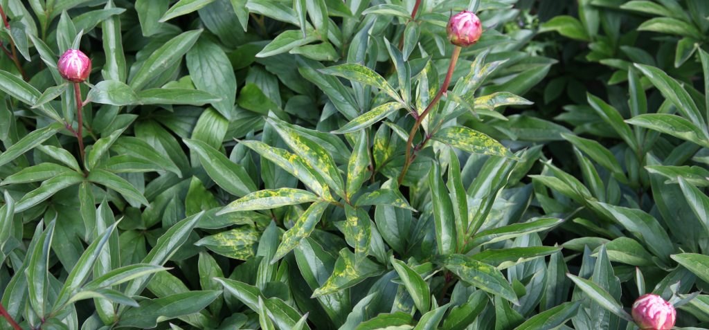 One peony shoot showing Tobacco rattle virus symptoms while nearby shoots appear healthy.