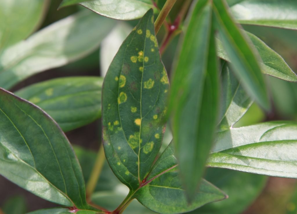 A single peony leaflet showing yellow ringspot symptoms while nearby leaves appear healthy.