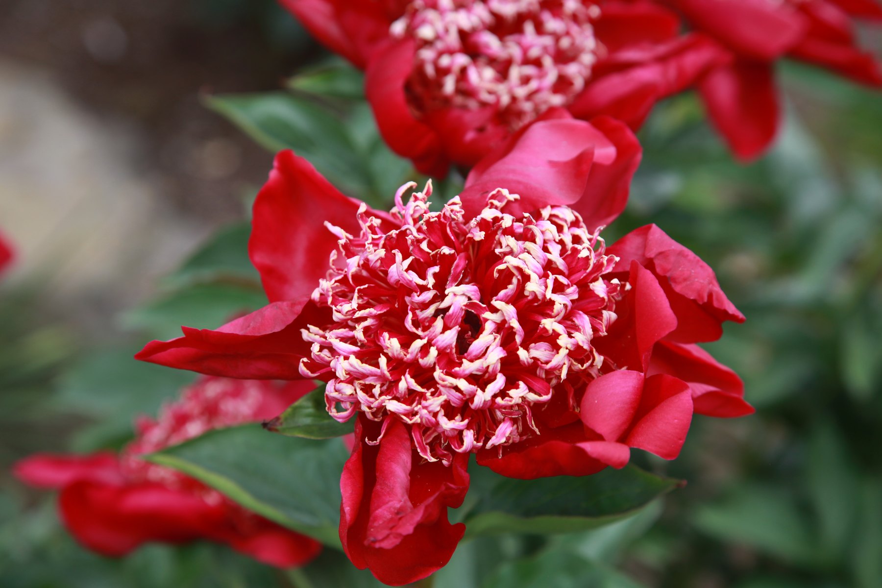 Red peony flower used as the cover image for the WSU Extension Tobacco rattle virus guide.